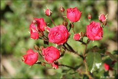 rose-1